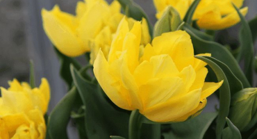 Popis raných a pozdních dvojitých odrůd tulipánů, výsadby a péče